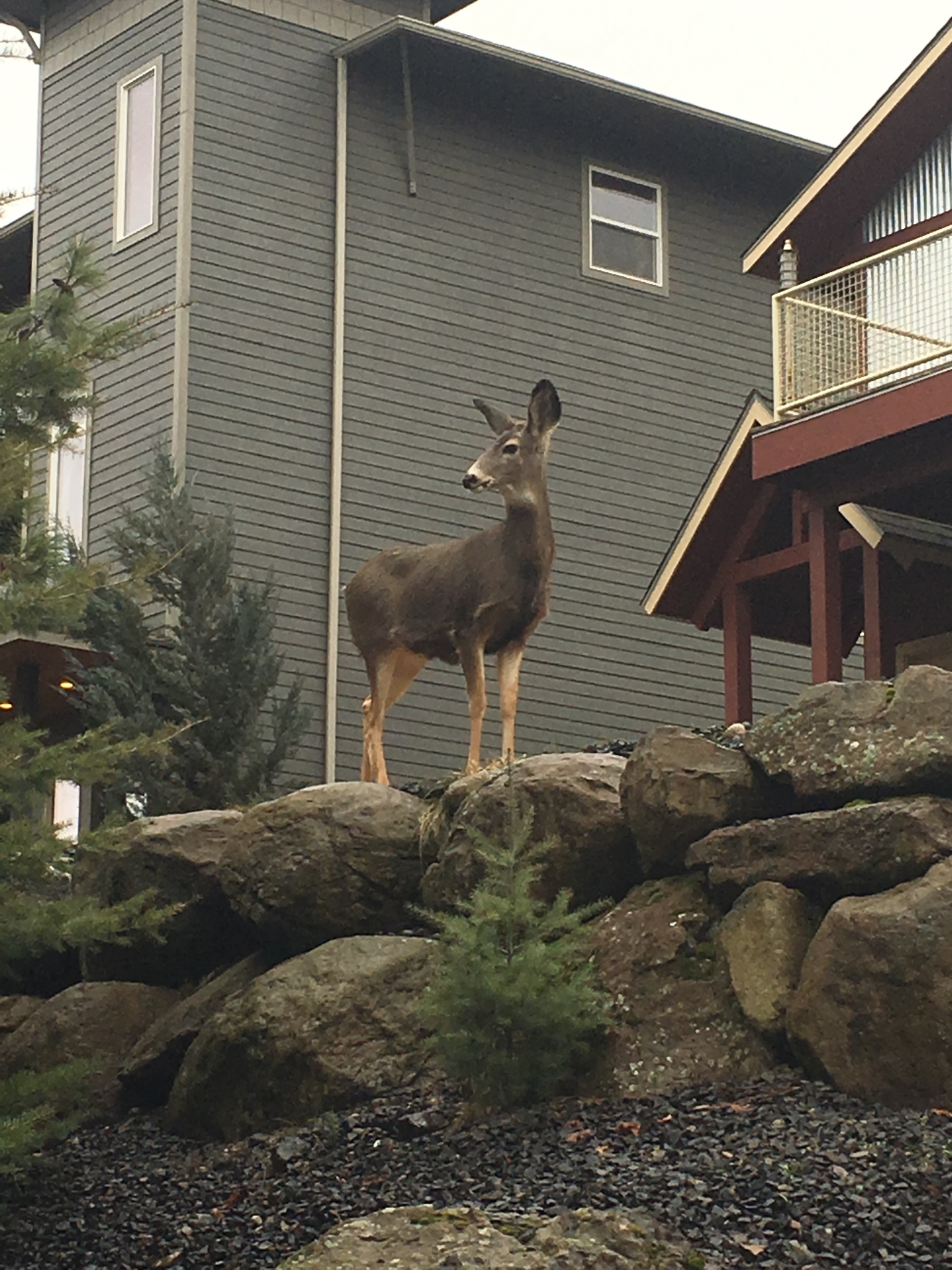 deer