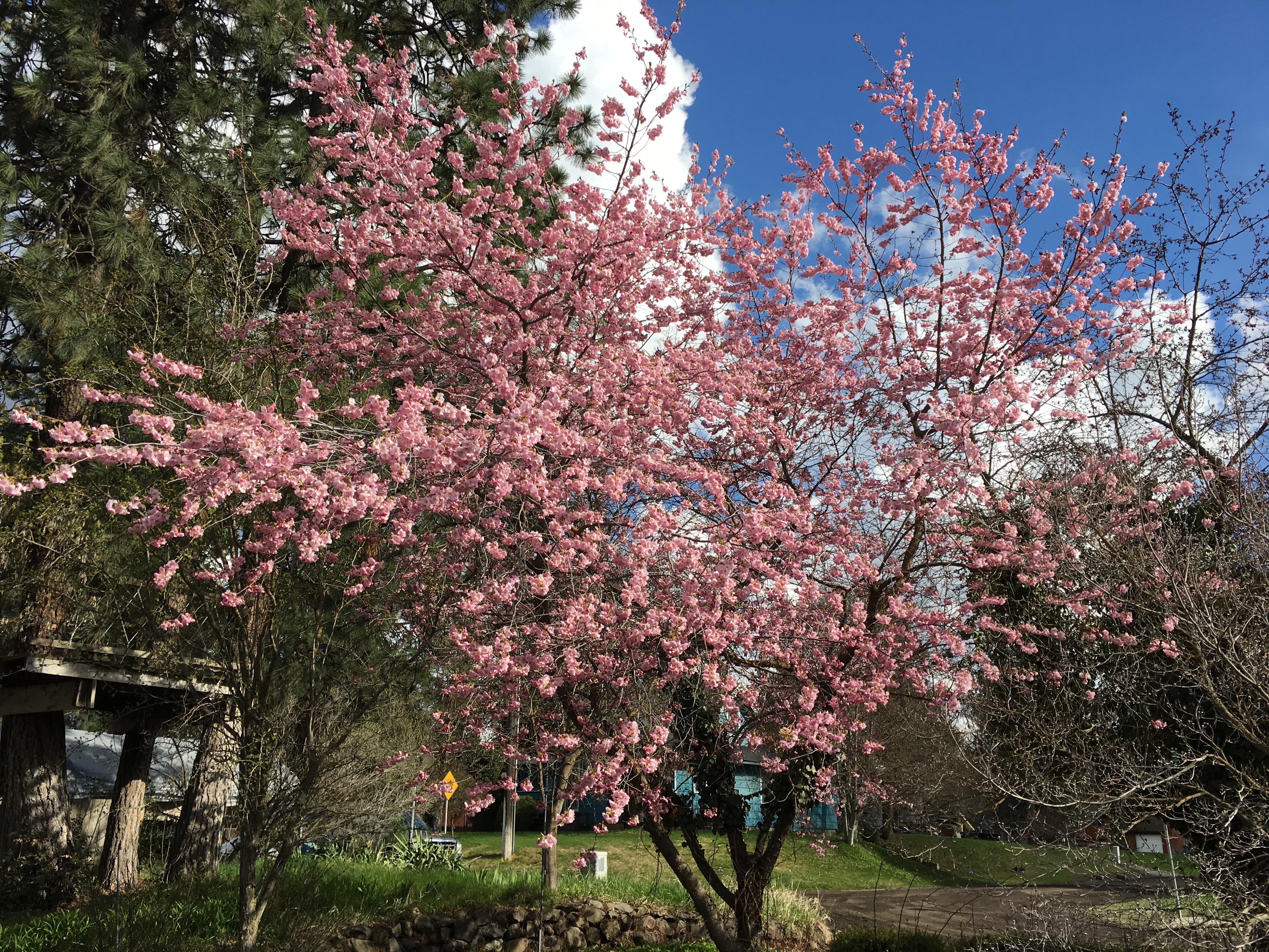 Cherry Blossoms